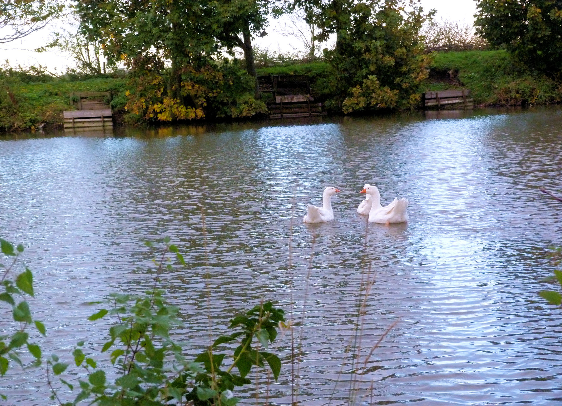 Swans in the grounds