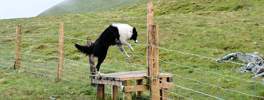 Leaping a fence